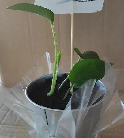 Appartamento App Enterprise Umago