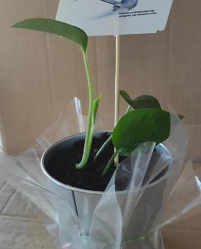 Διαμέρισμα App Enterprise Ουμάγκ